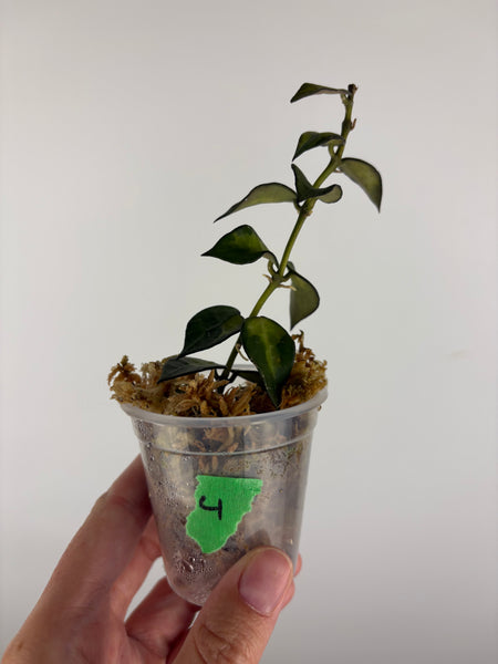 Hoya lacunosa golden flame 4
