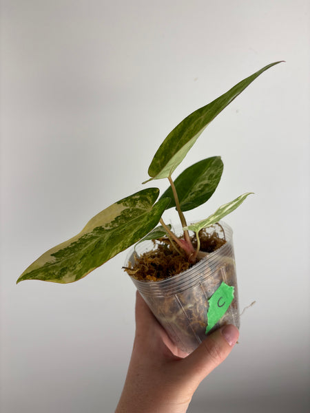 Anthurium papillilaminum variegated x Carlablackiae (Thailand) C