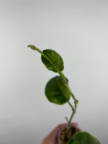 Hoya australis peridot 2