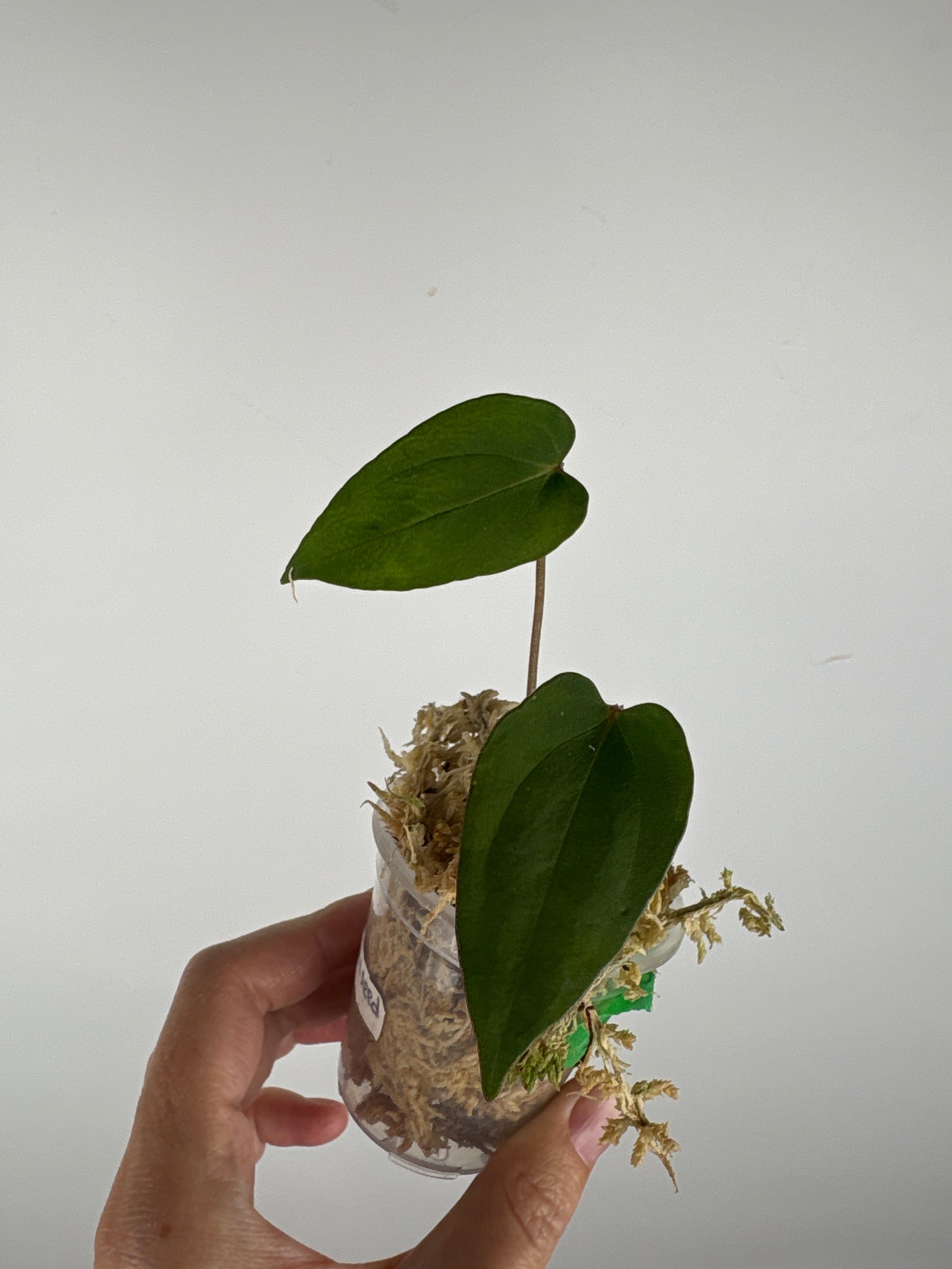 Anthurium blue papi seed 11