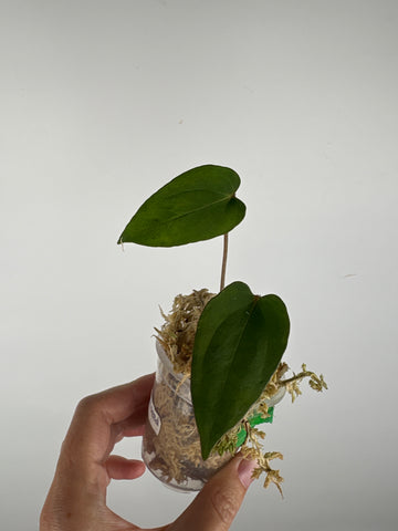 Anthurium blue papi seed 11
