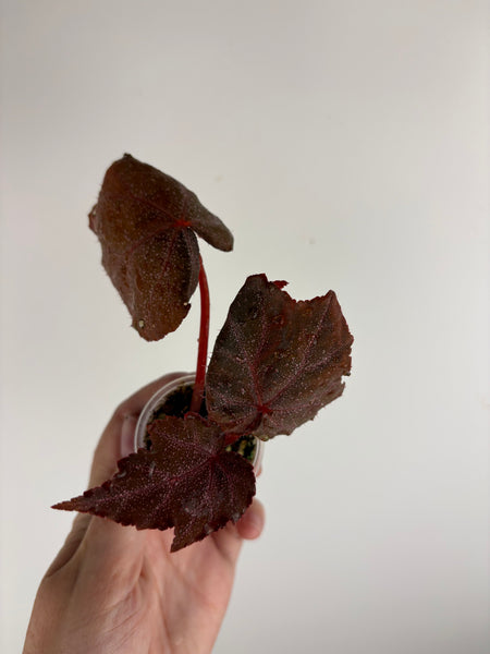 Begonia Robin D