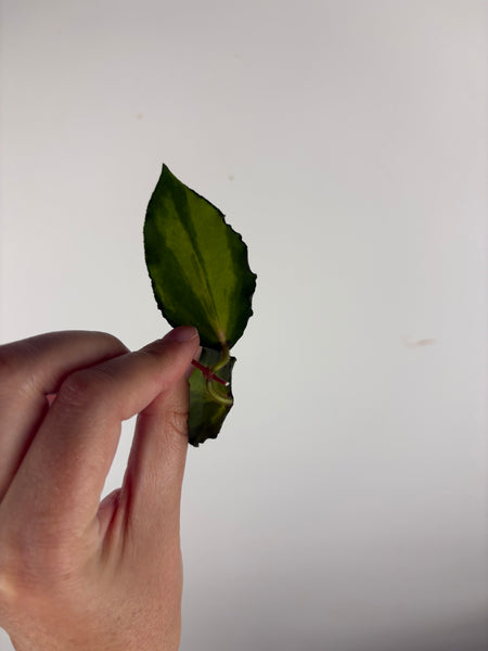 Hoya caudata variegated cutting A
