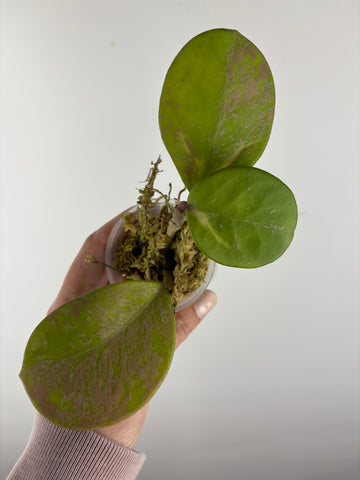 hoya obovata splash variegated