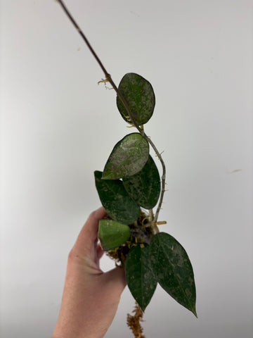 Hoya Verticillata sp. Nganjuk pink Splash 2