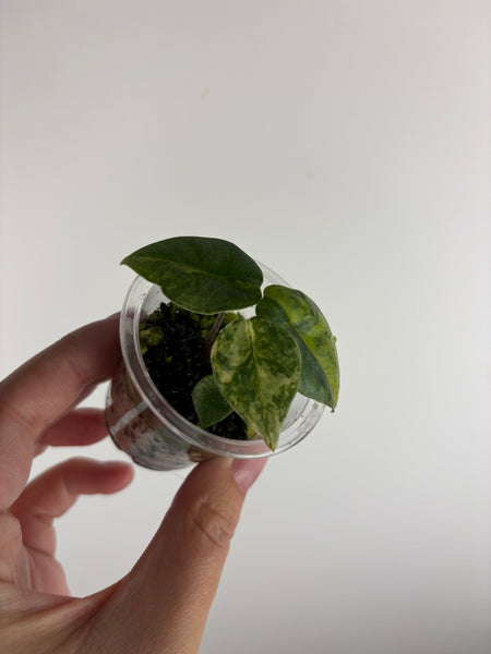 Alocasia Metallic blue aurea