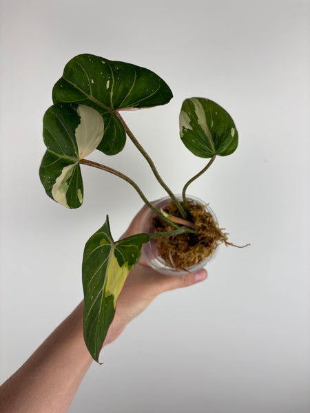 Philodendron gloriosum variegated small plant D