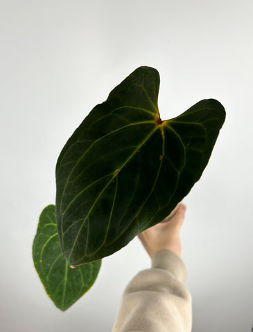 Anthurium Red sinus x xone