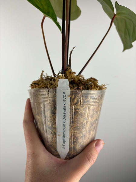 Anthurium papillilaminum x Dorayaki x RVDP