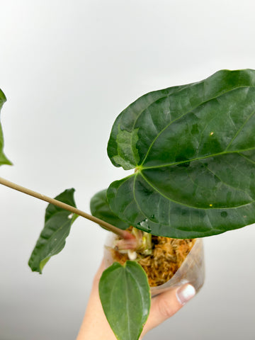 Anthurium Besseae aff x luxurians sport variegated (Thailand)