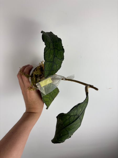 hoya clemensiorum black