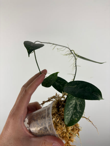 Hoya campanulata splash 3