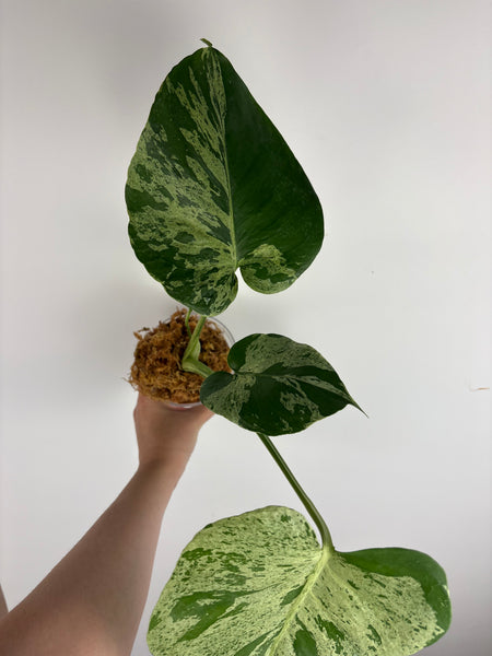 Monstera vietciosa (Thailand) C