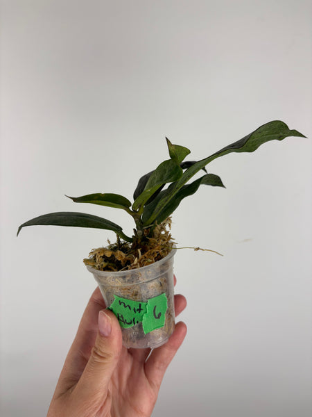 Hoya mitrata silver sp kapuas hulu 6