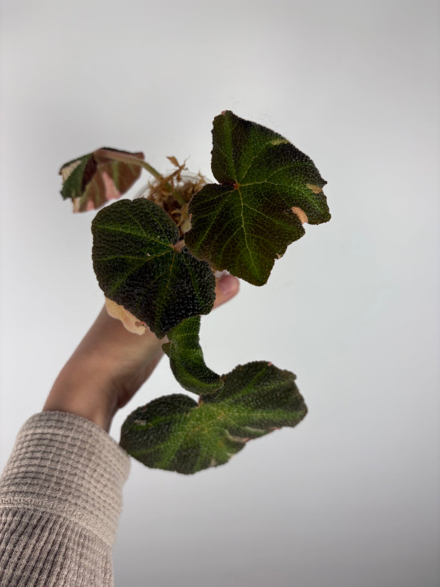 Begonia solimutata Variegated B