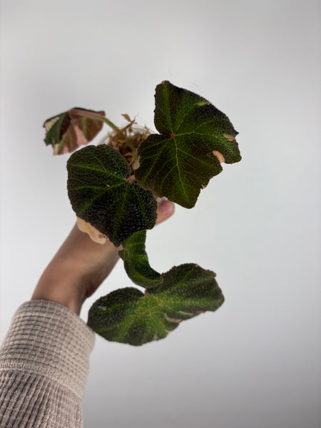 Begonia solimutata Variegated B