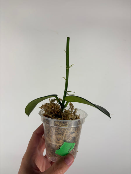 Hoya diversifolia maha dewi 1