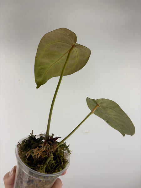Anthurium silver blush x red crystal 9B