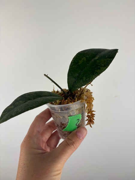 Hoya sp kalbar round leaf 2