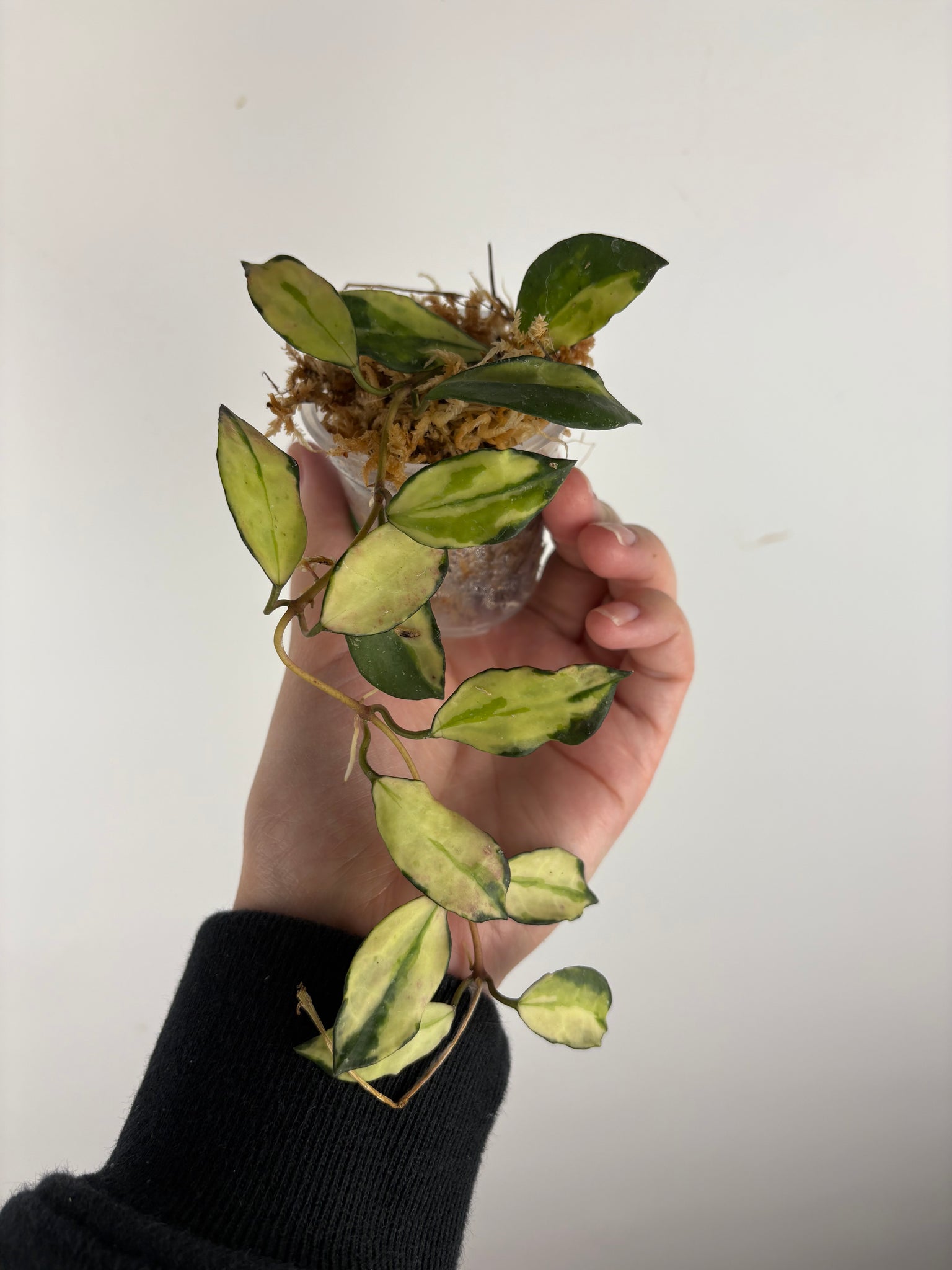 hoya lacunosa minara B