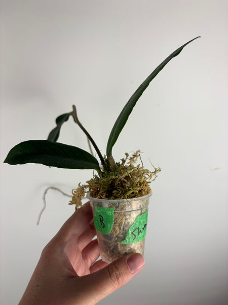 Hoya sp aceh shogun B