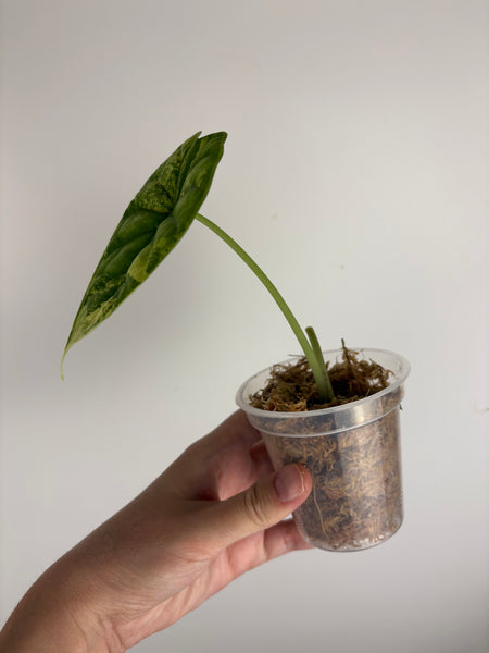 Alocasia dragon scale variegated