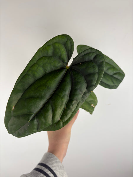 Anthurium papillilaminum x luxurians