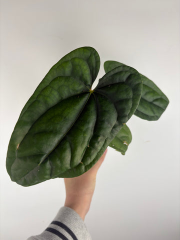 Anthurium papillilaminum x luxurians