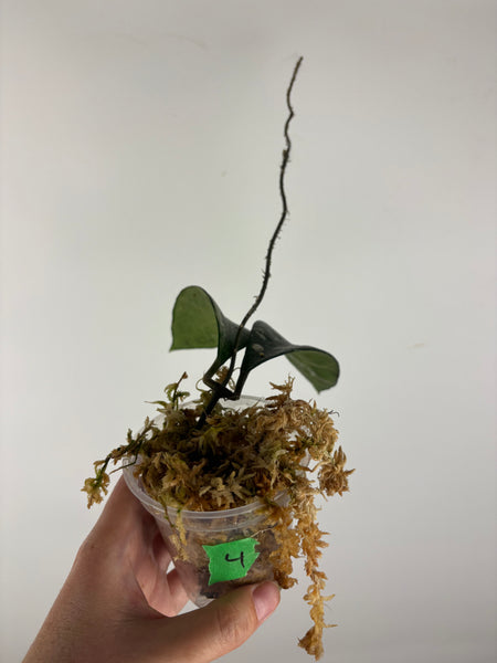 Hoya rundumensis splash 4