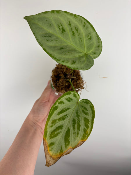 Anthurium silver king x silver tiger A as is