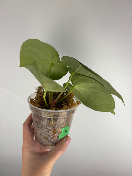 Anthurium Silver blush mutation B