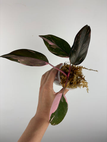 Philodendron pink princess black cherry (indonesia)