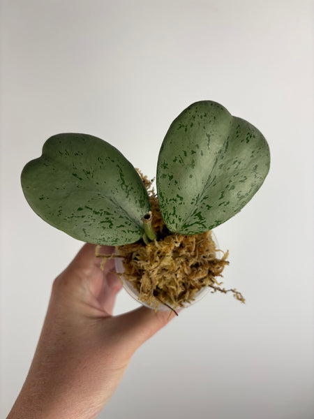 Hoya Chang dao silver C