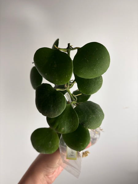 hoya kastbergii