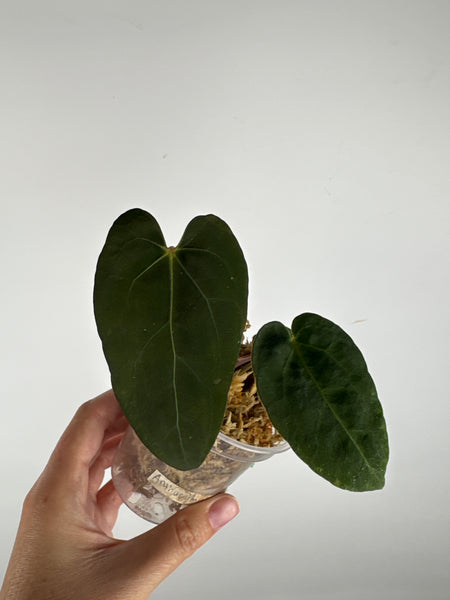 Anthurium blue papi seed 4