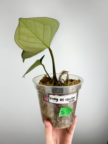 Anthurium King of spades dark form D