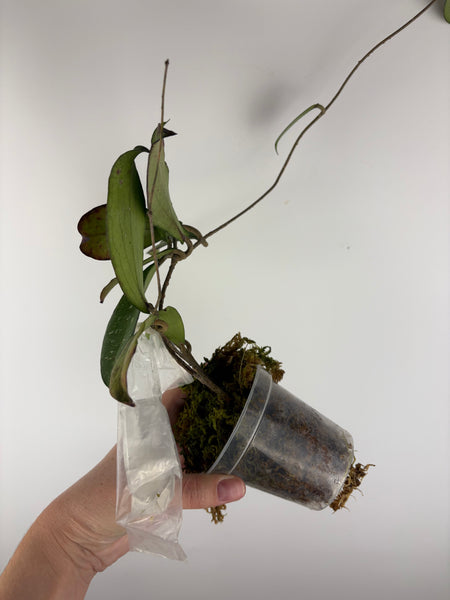 hoya erythrina