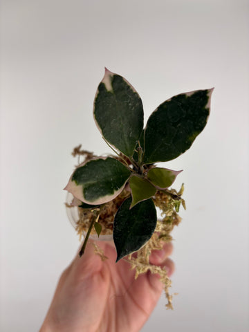 Hoya lacunosa 'Asami' (Wonosobo) 9