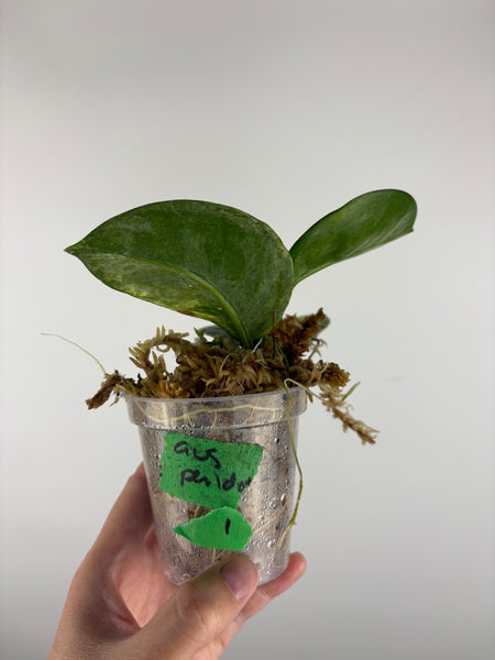Hoya australis peridot 1