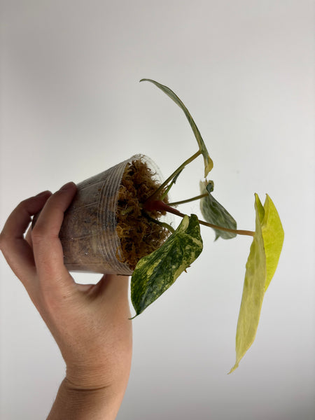 Anthurium FGT HB VRG (LA 05) x Papi (Thailand)