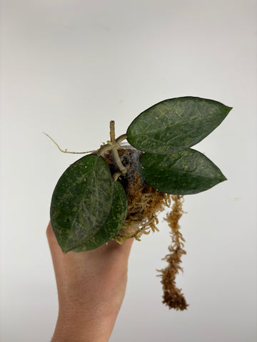 Hoya Verticillata sp. Nganjuk pink Splash 2