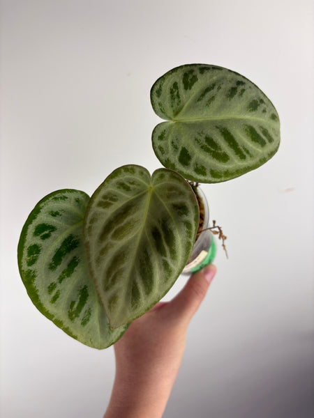 Anthurium silver king x silver tiger B