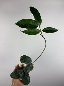 Hoya campanulata splash 4