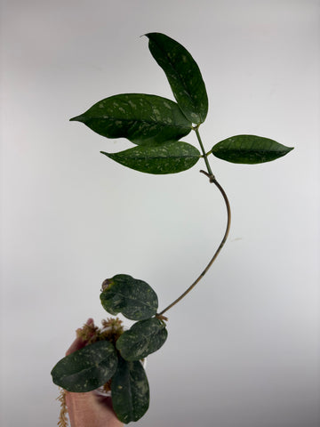 Hoya campanulata splash 4