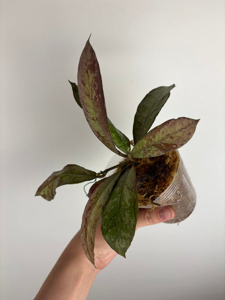 Hoya gunung gading silver ghost bottom cutting rooted