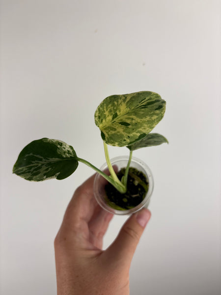 monstera bulbasaur