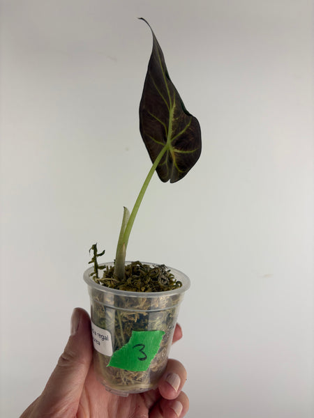 Alocasia regal aurea baby 3