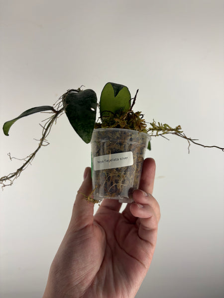 hoya flagellata silver B