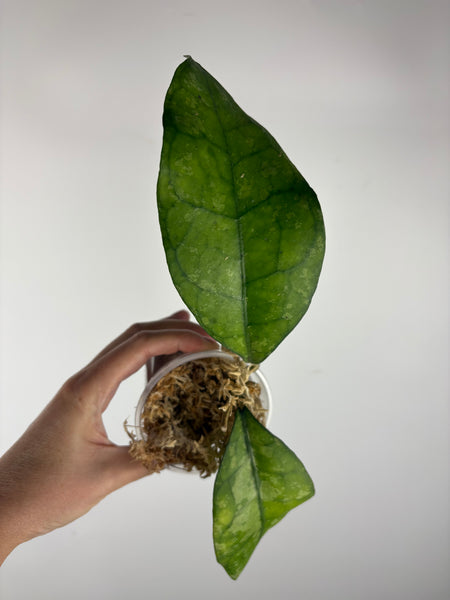 Hoya Clemensiorum Borneo splash 5
