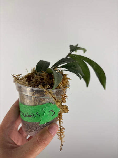 hoya amicabilis silver 3
